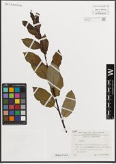 Foto von Salix L.